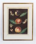 A Collection of Framed Botanical Prints