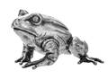 An Italian Silver Frog