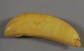 Whales Tooth