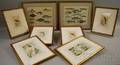 Eight Framed Handcolored Botanical Ornithological and Fish Bookplates