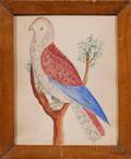 American School 19th Century Portrait of a Red and Blue Parrot
