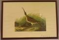 Lot of Four Framed Double Elephant Folio Offset Print Reproductions after JJ Audubon