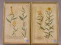 Lot of Three Handcolored Sporting and Botanical Engravings