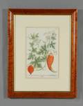 Framed Handcolored Botanical Book Plate