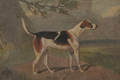 AngloAmerican School 19th Century Style Portrait of a Hunting Dog