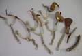 Three Pairs of Spurs and a Horse Clip with Chain