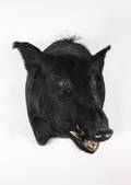 Wild Georgia Boar or Hog Shoulder Mount