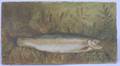 American School 19th Century Brown Trout