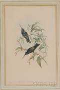 Ornithological Gould J  Richter HC