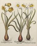 Botanical Illustration Besler Basilius 15611629