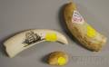 Scrimshawdecorated Whales Tooth and Two Simulated Whales Teeth