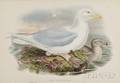 Gould John 18041881 Larus Glaucus and Otis MacQueeni