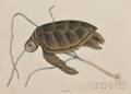 Catesby Mark 16821749 Green Sea Turtle