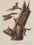 Audubon John James 17851851 Common Flying Squirrel
