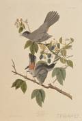 Audubon John James 17851851 Cat Bird