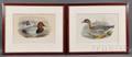 J Gould  HC Richter delineator and lithographer American 19th Century Four Handcolored Lithographs of Wild Fowl SOMATERIA MOL
