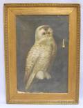 American School 19th Century Snowy Owl