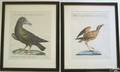 Group of 6 handcolored ornithological lithograph bookplates 18th c