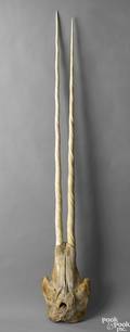 Narwhal skull with 2 tusks
