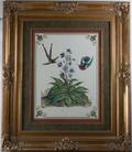 Hummingbird  Botanical Print Rococo Style Frame