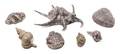 A Collection of Seven Buccellati Silvered Shells