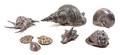 A Collection of Eight Silvered Shells
