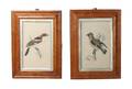 Five Handcolored Engravings of Birds