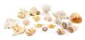 A Collection of Eighteen Seashells